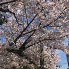  🌸春の花粉・ホコリ対策！室内をきれいに保つためにできること